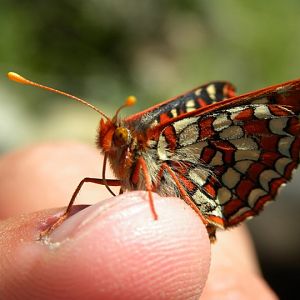 Butterfly in Bean Creek Basin