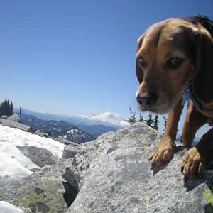 My Dog on Granite Mountain