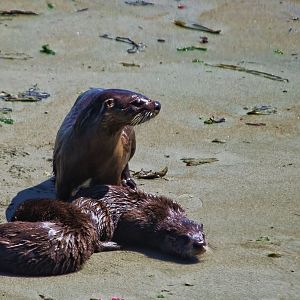 sea otter family