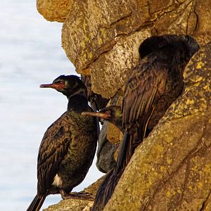 Peligac cormorant