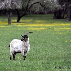 Goat in Spring Meadow