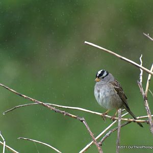 White Crowned Sparrow in Misty Rain