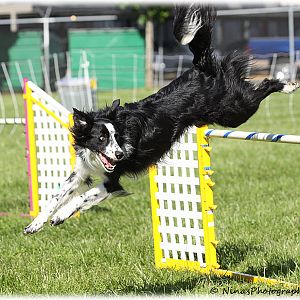Agility Pictures