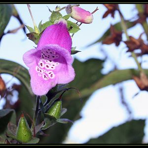 Fox Glove And My Ant