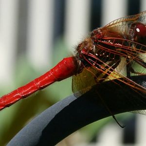 Our Red Dragonfly