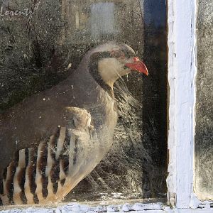 Chukar looking out of a window