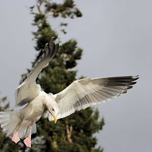 seagull_landing