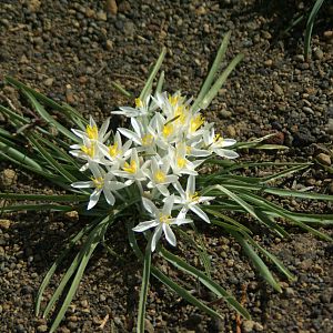 Sand Lily