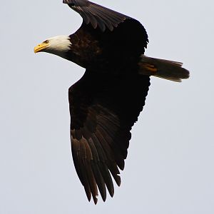 Eagle in Edmonds