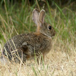 Young Cottontail