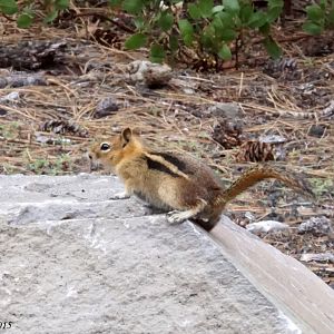 Golden-mantle Ground Squirrel