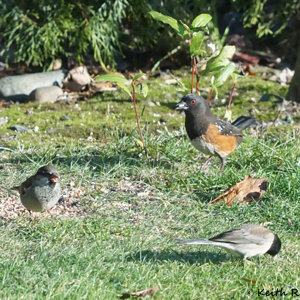 Back to Front: Spotted Towhee, House Sparrow, Dark-eyed Junco
