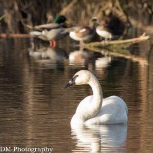 Trumpeter Swan and friends