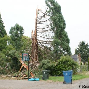 Lightning Destroyed Cedar