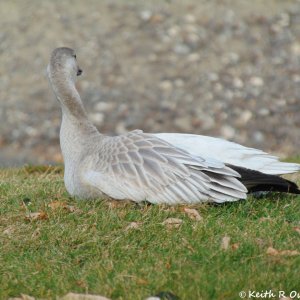 Juvenile Snow Goose