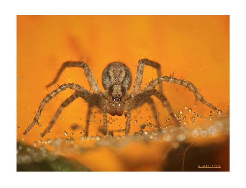 620-09_spider