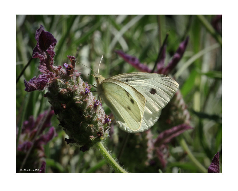 623-09_Cabbage_Butterfly_1