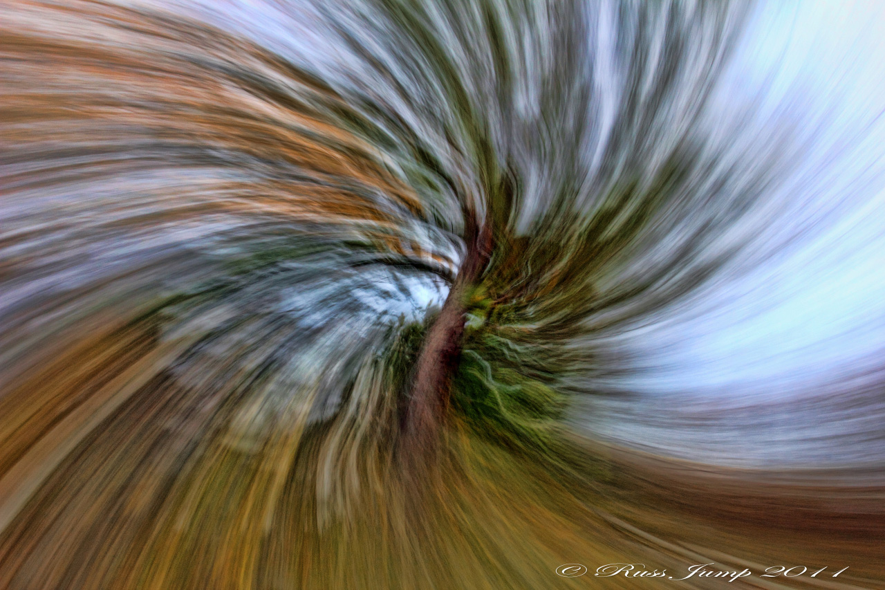 Abstract Image ceder tree