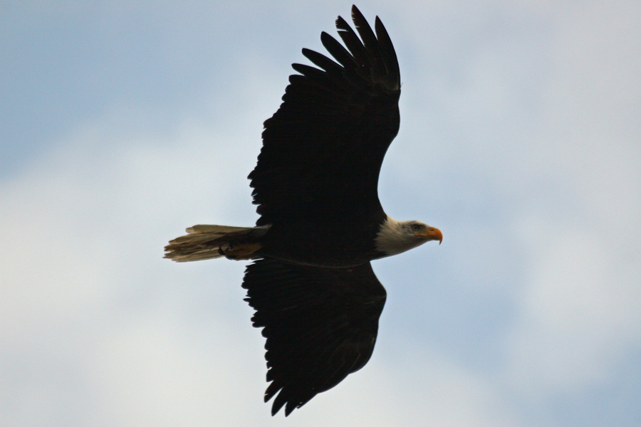 Adult Eagle In Flight