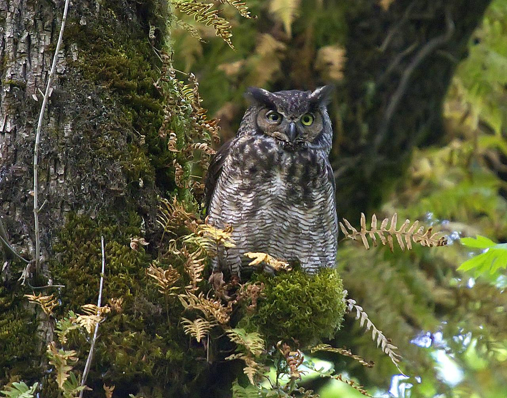 Adult Great Horned Owl