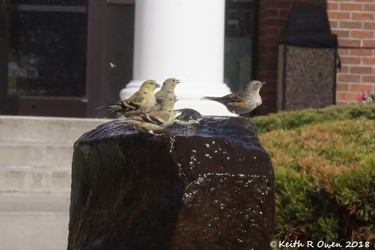 American Goldfinch (left) and Yellow-rumped Warbler
