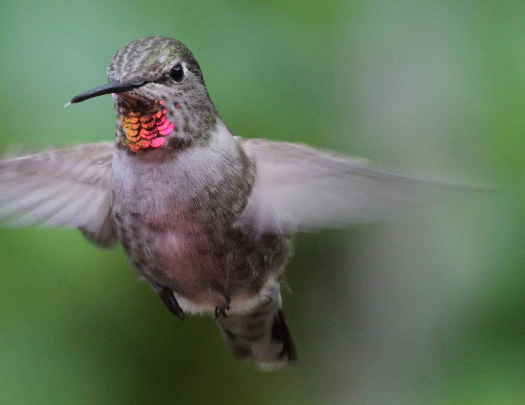 Anna's Hummingbird (f)