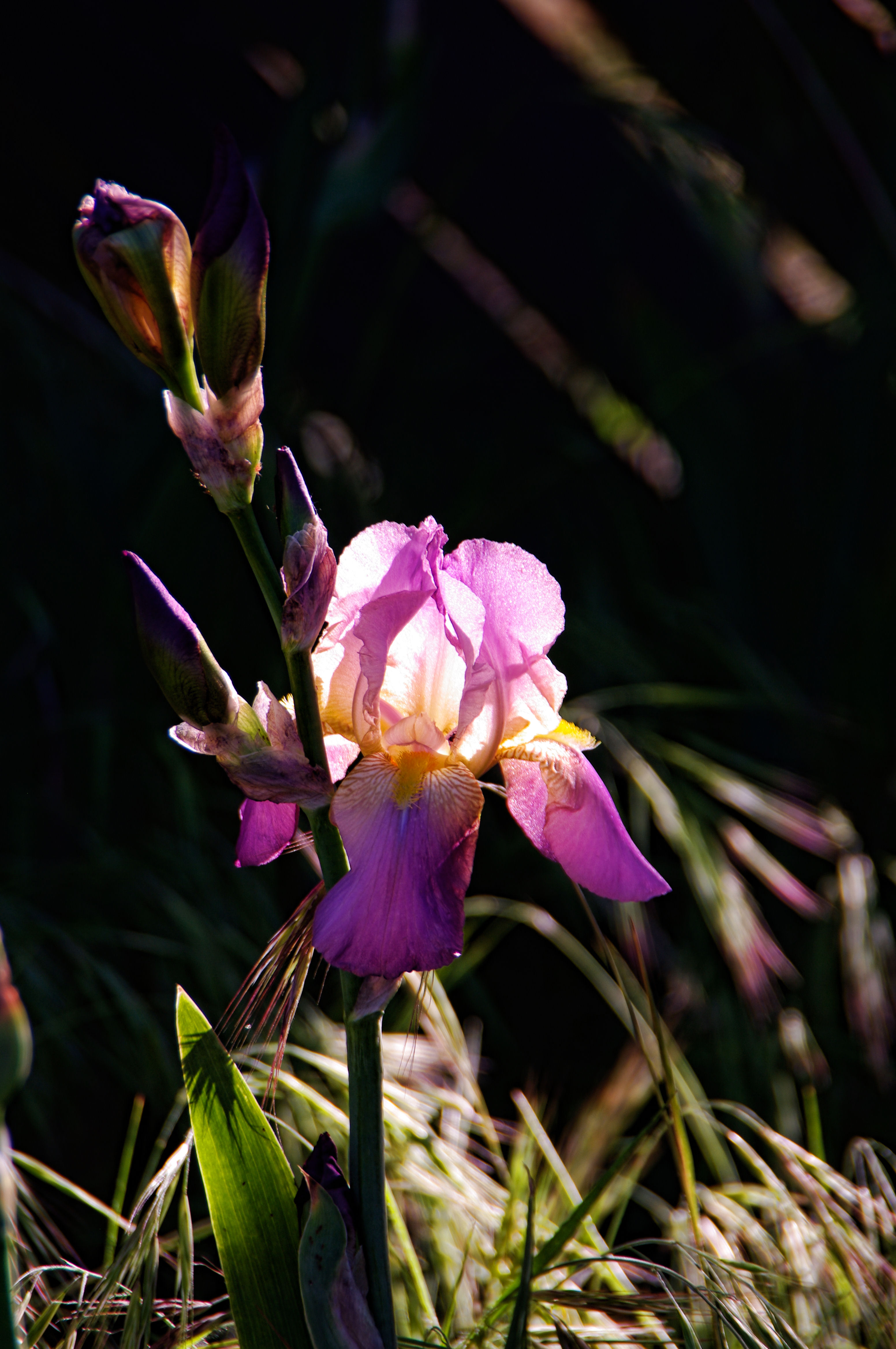 backlit iris