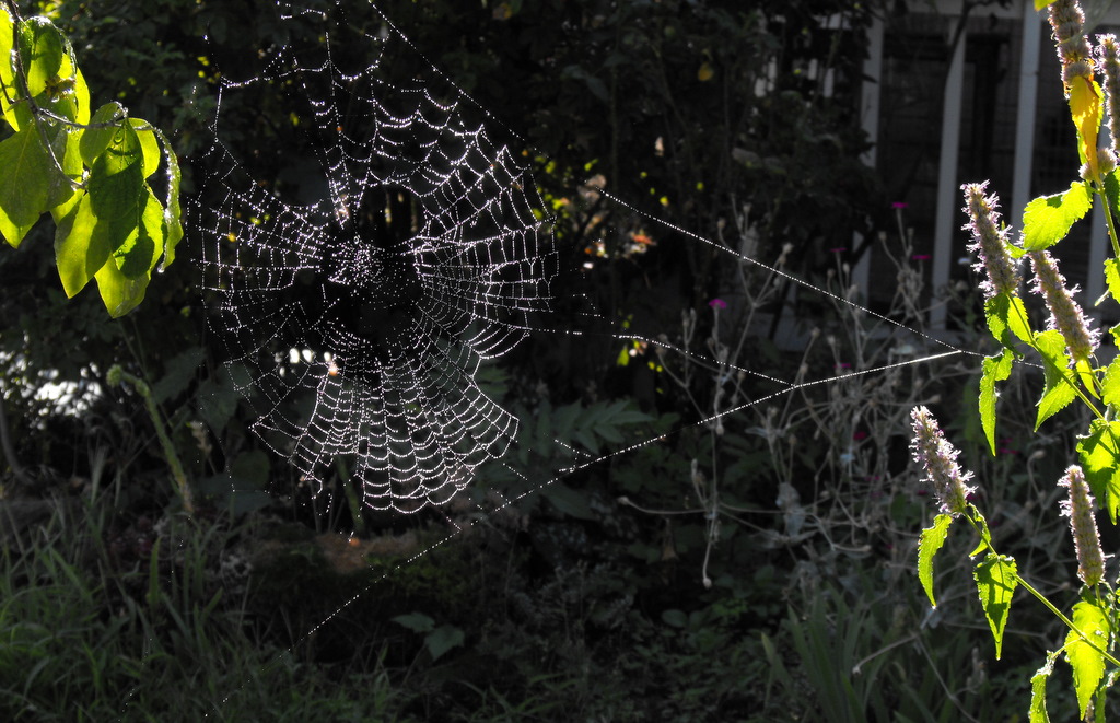 Backlit misty orb (Garden Spider) web