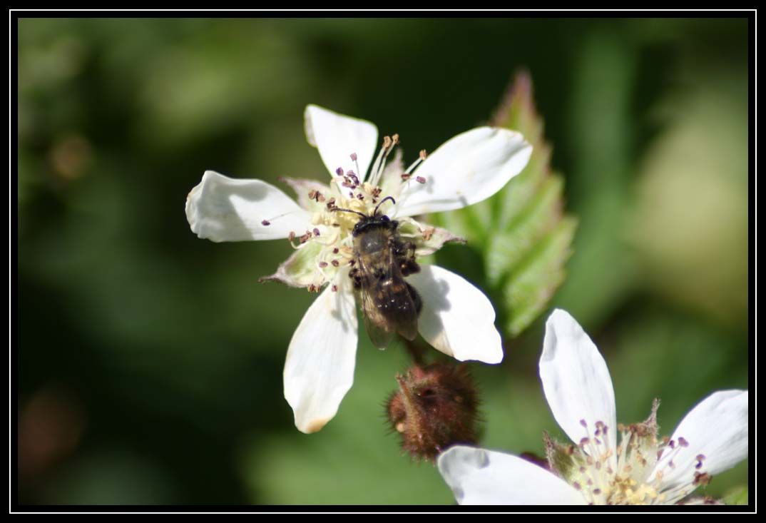 Blackberry with Bee