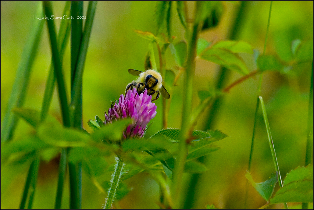 Blissful Bee