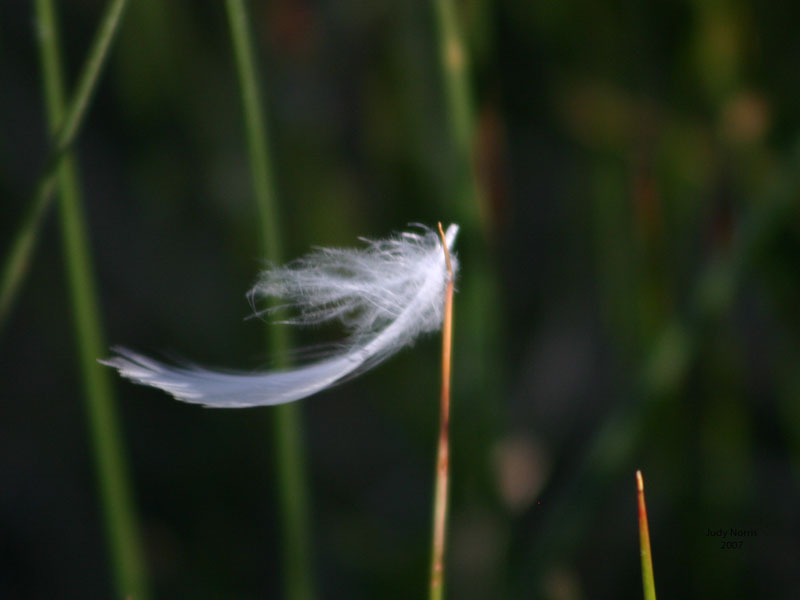 Blowing-in-the-wind-2007