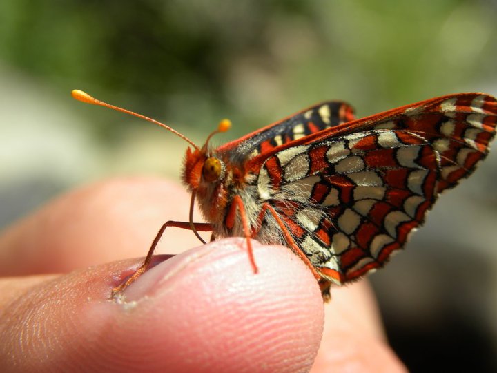 Butterfly in Bean Creek Basin