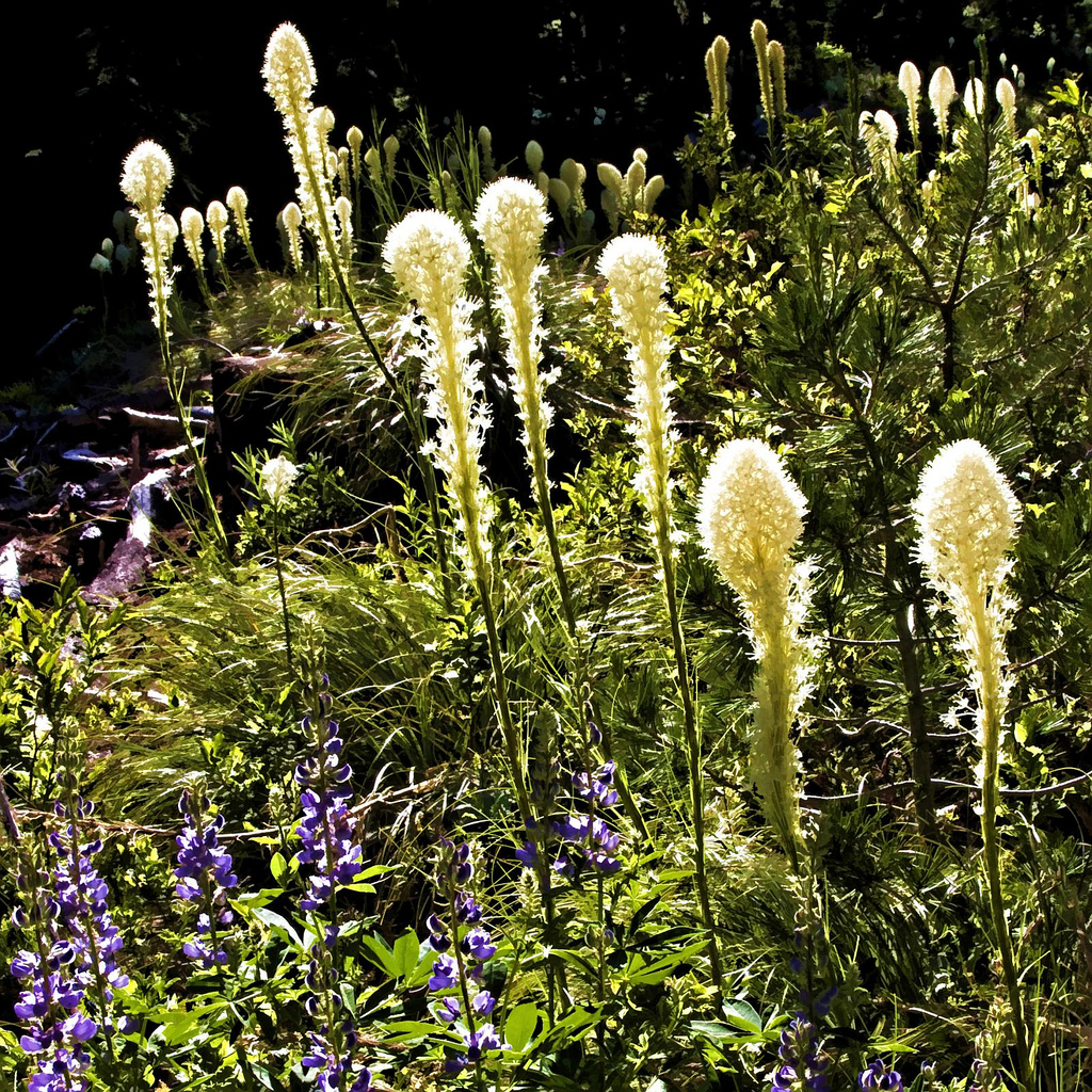 Can't have too much bear grass.