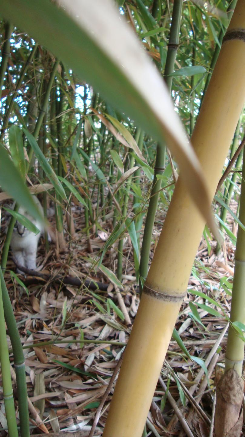 Cat in the bamboo