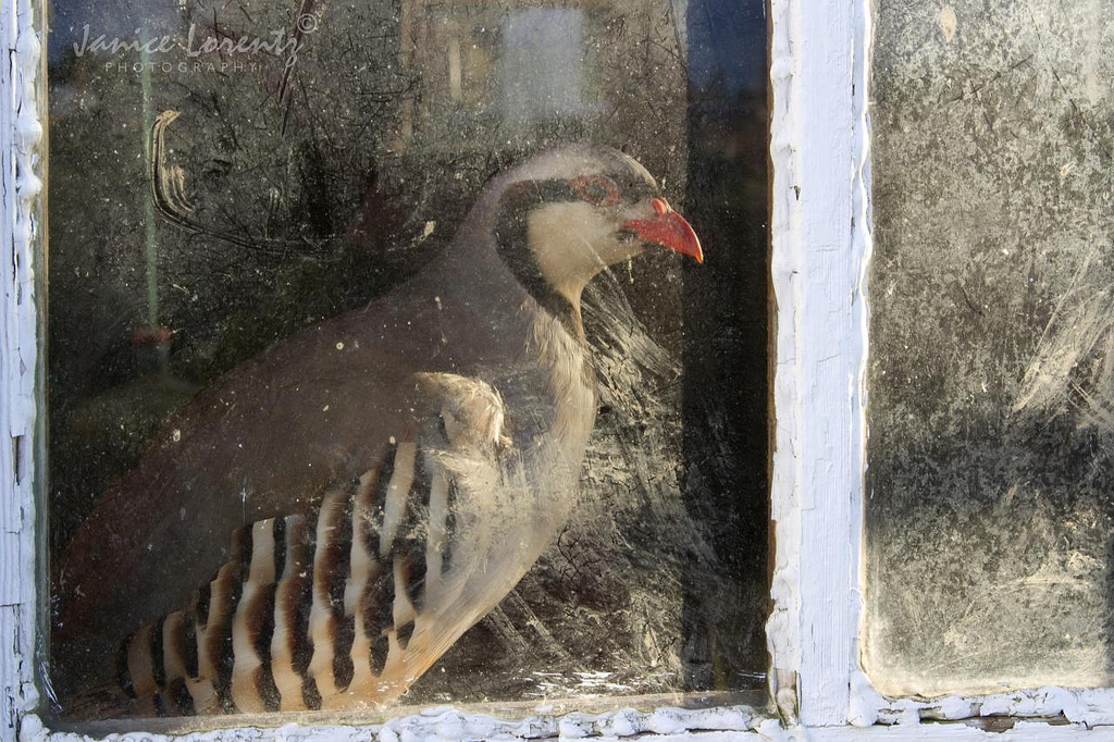 Chukar looking out of a window