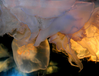 Delicate Jelly Fish