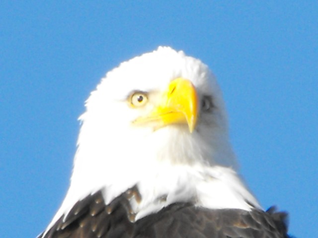 Eagle in Homer Alaska