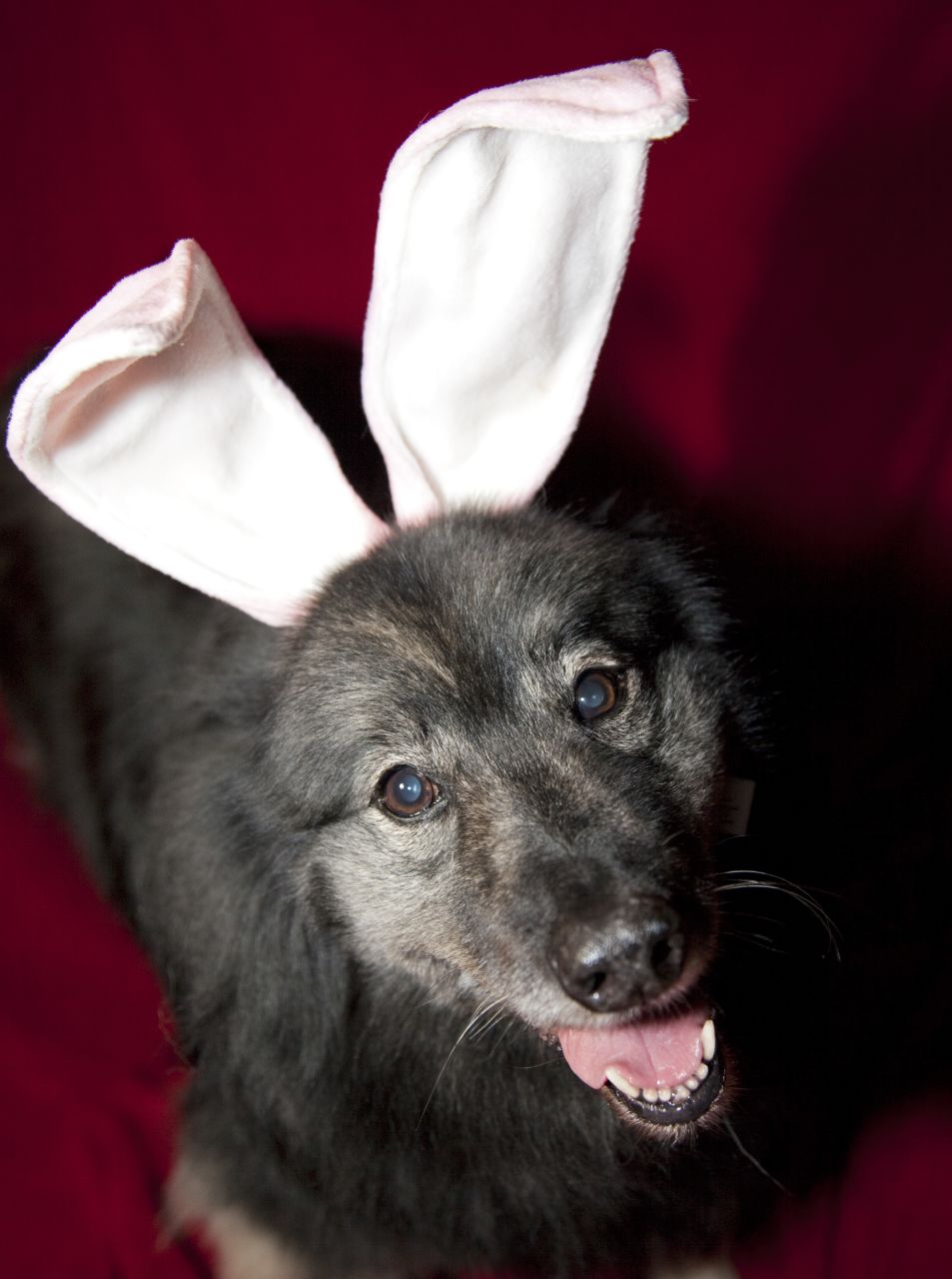 'Ears to a Hoppy Easter
