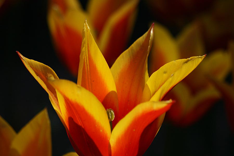Edged Tulip