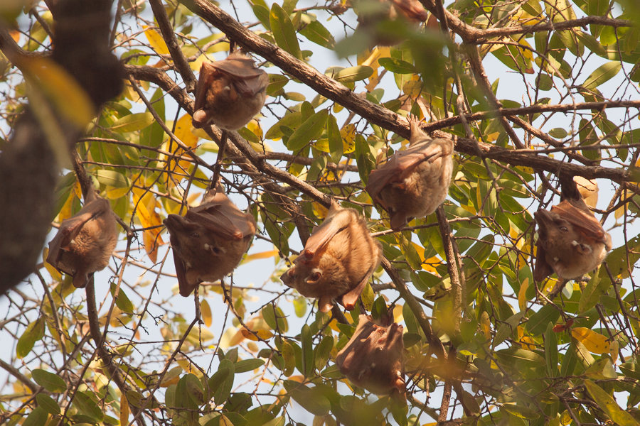 Epauletted Fruit Bats