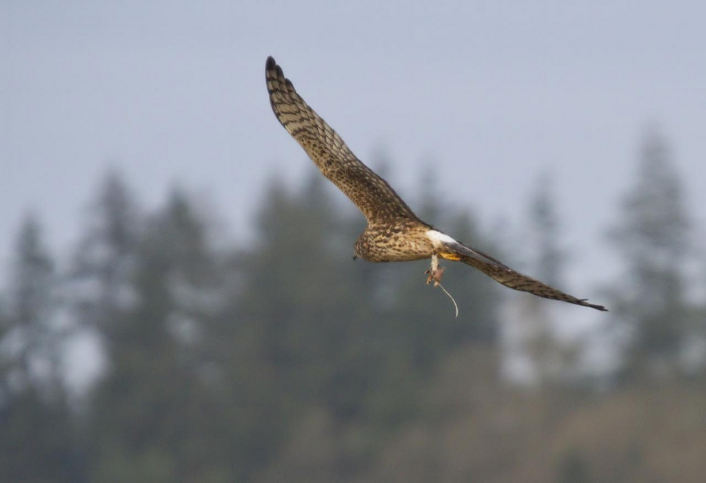 Fast Food, a Northern Harrier and a Rodent Snack