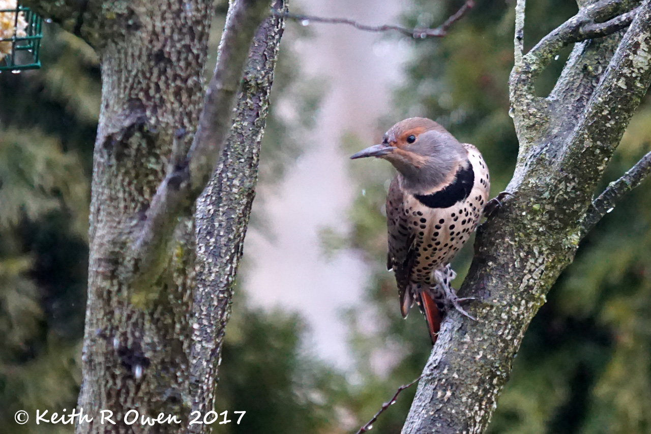 Female Northern Flicker, Red-shafted, (Colaptes auratus cafer)