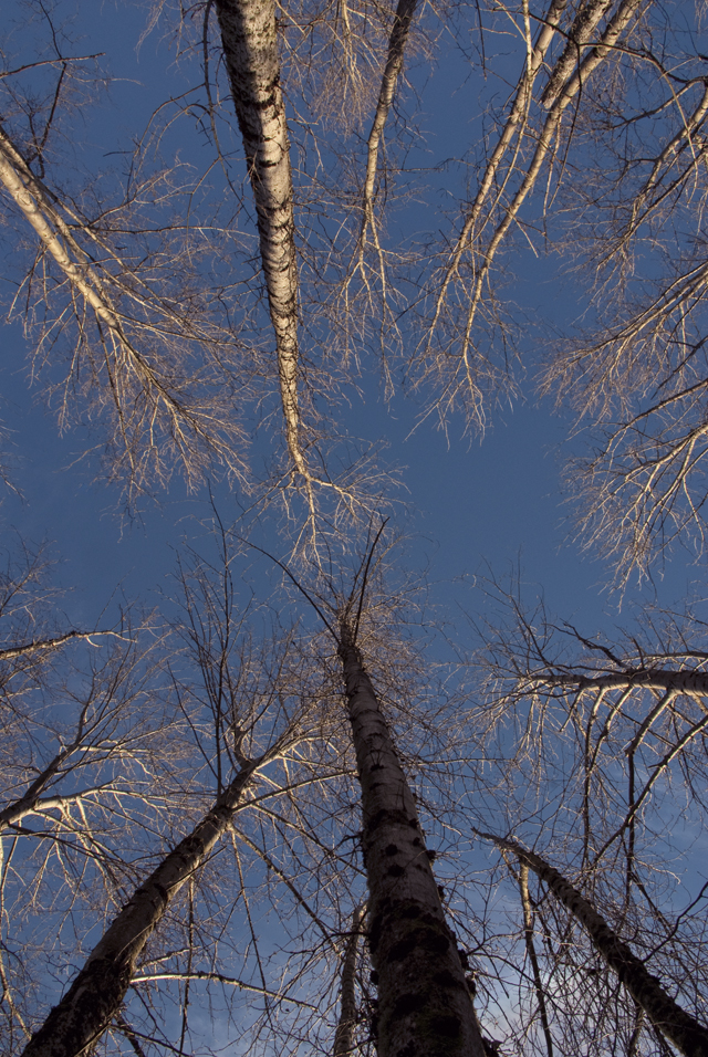 Forest winter sky