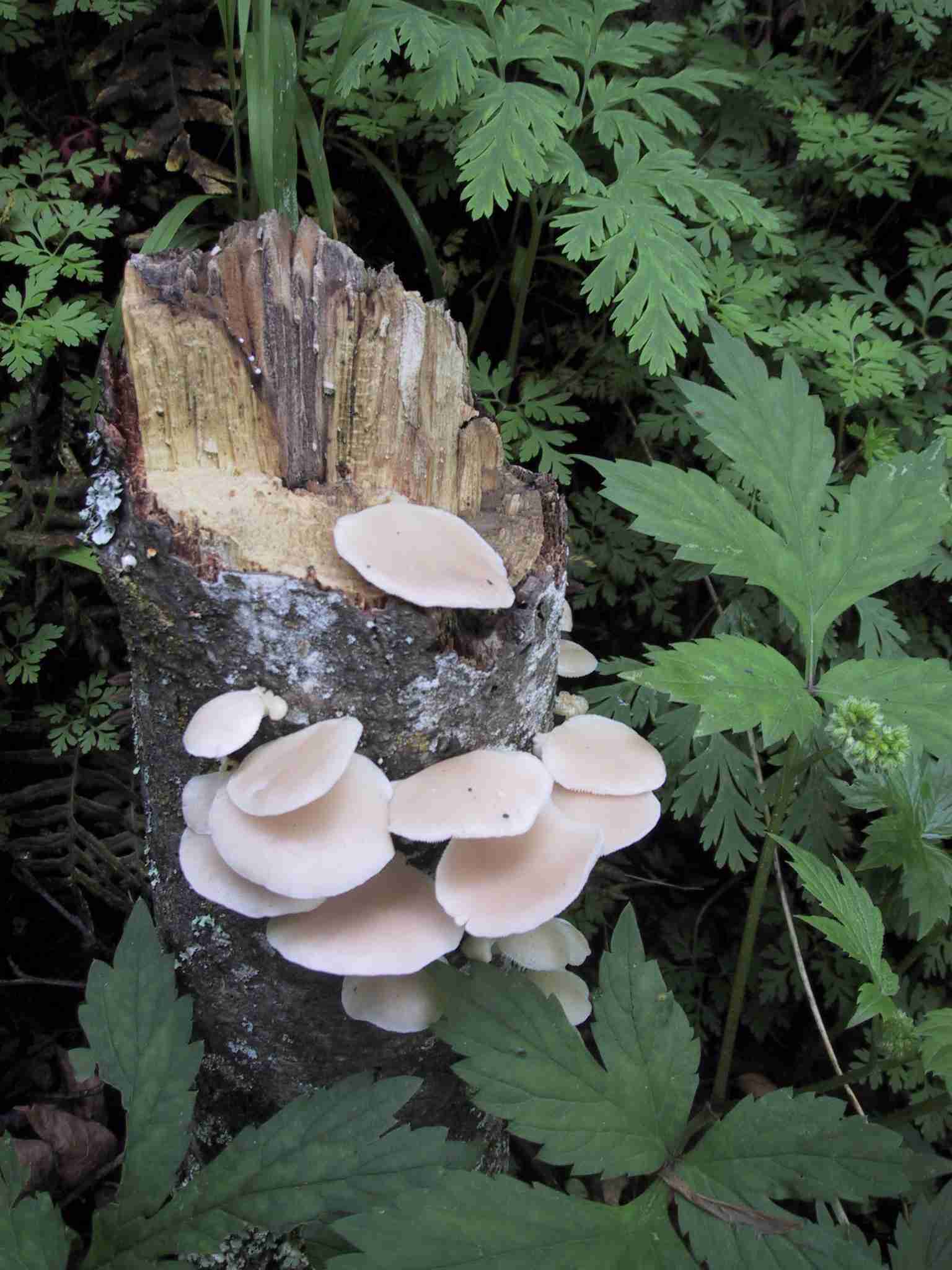 Fungi on a stump