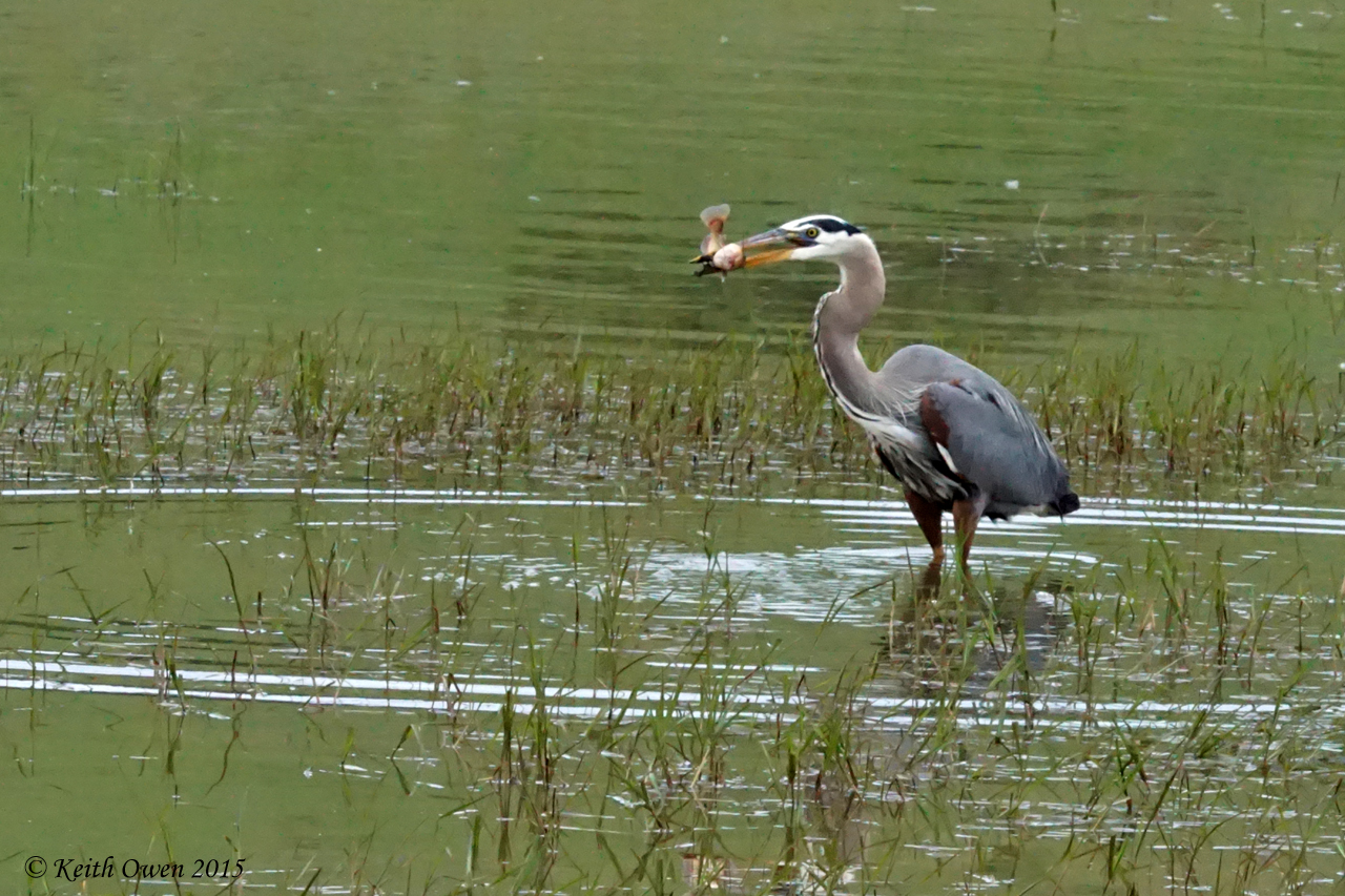 Great Blue Heron with a fish