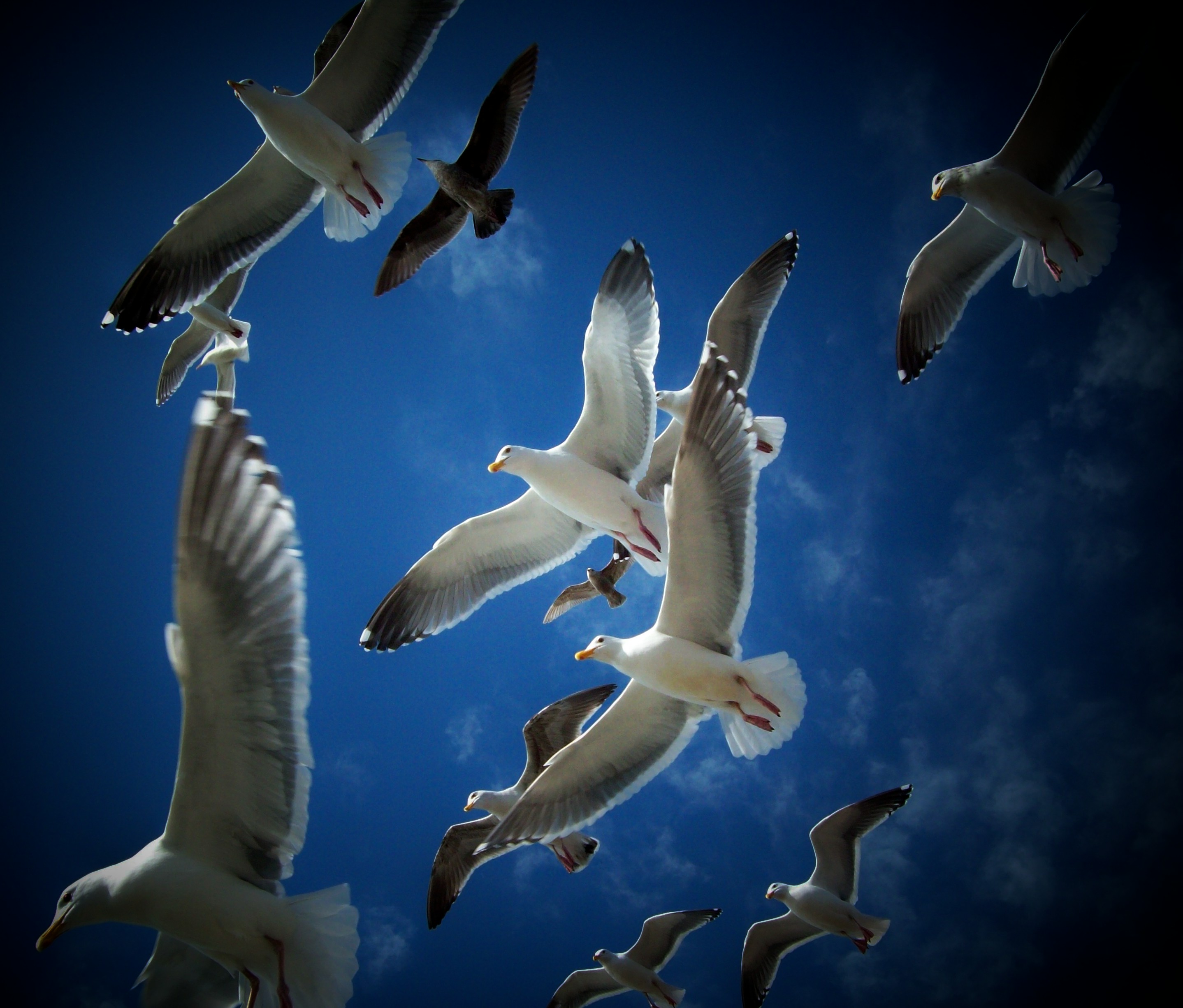 Gulls Above