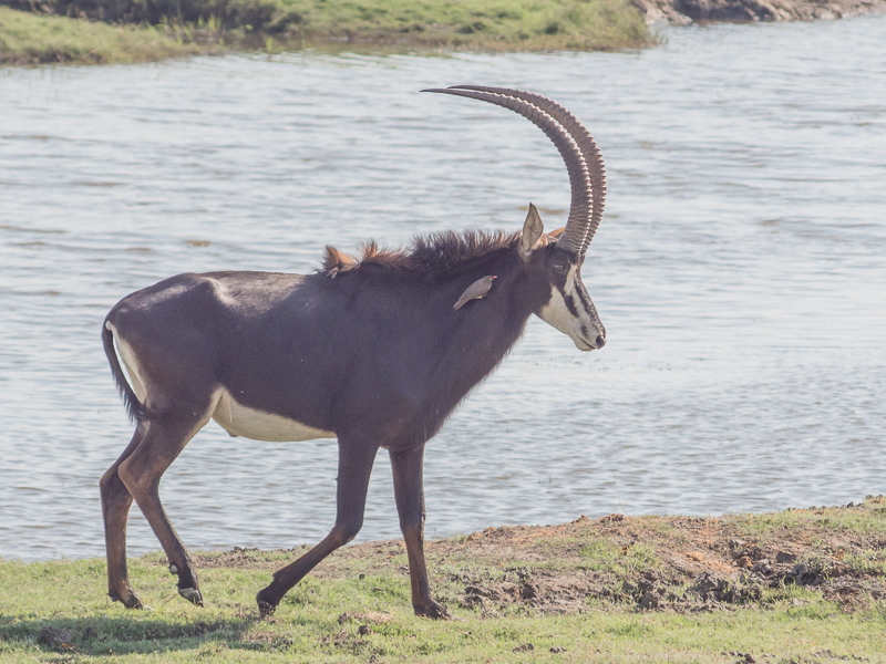 Hitching a ride on a Sable Antelope