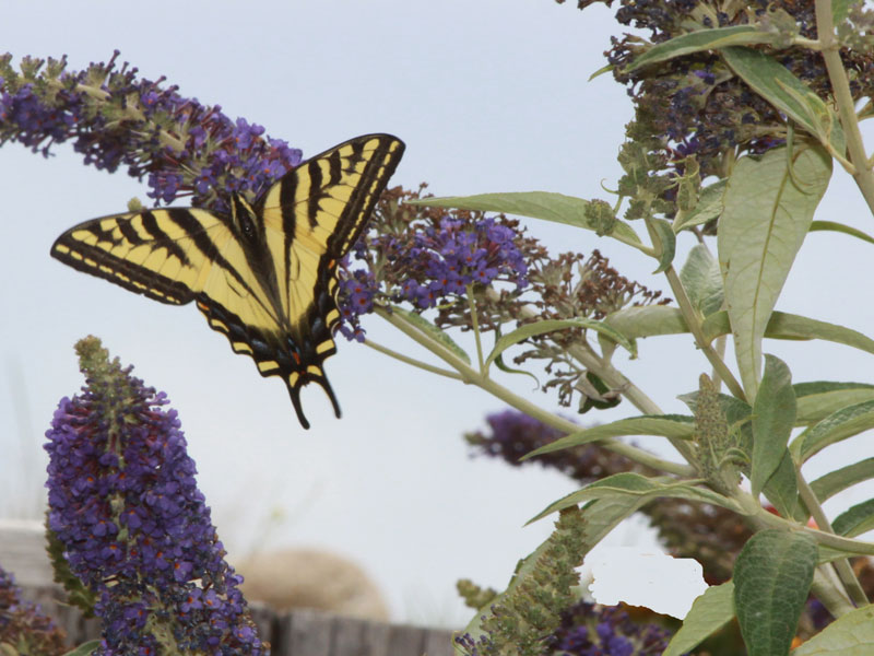 How the butterfly bush got it's name