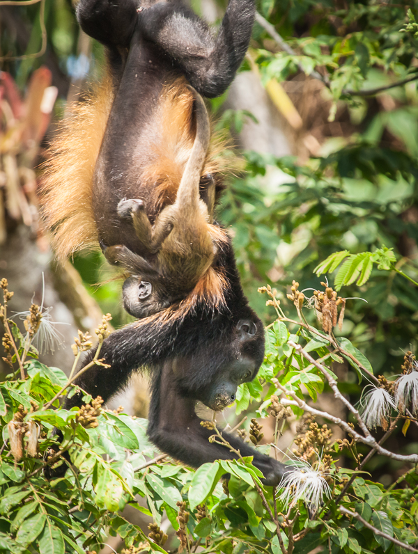 Howler Monkey mother and baby