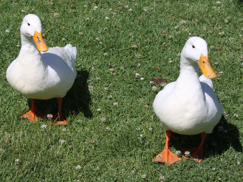 IMG_5770-Easter-ducks-roam-